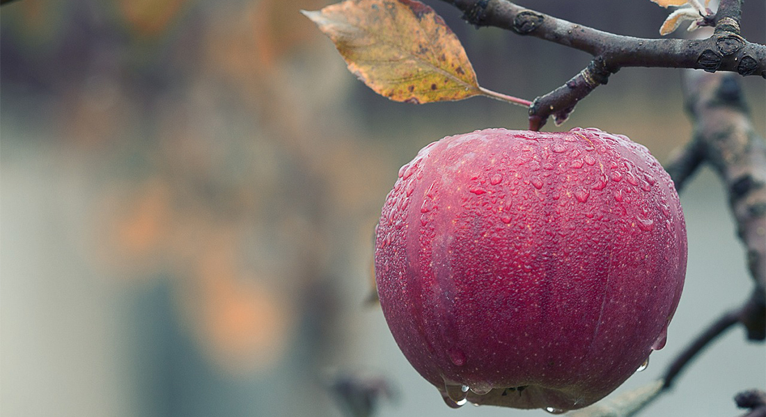 Æble. Foto: Mircea Ploscar, Pixabay