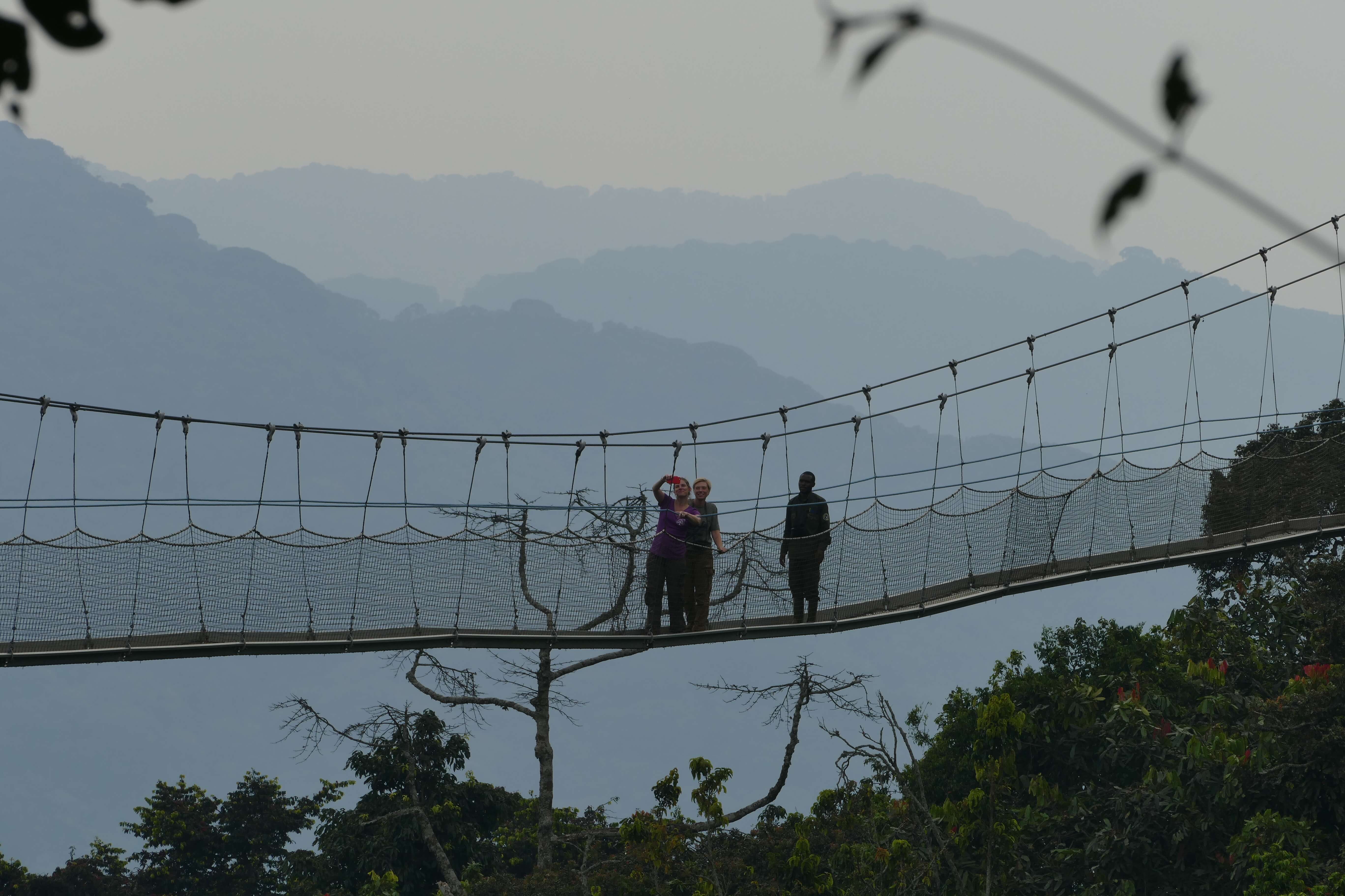 Tourist on a canopy bridge in the Rwandan rainforest of Nyungwe National Park. Photo: Stig Jensen